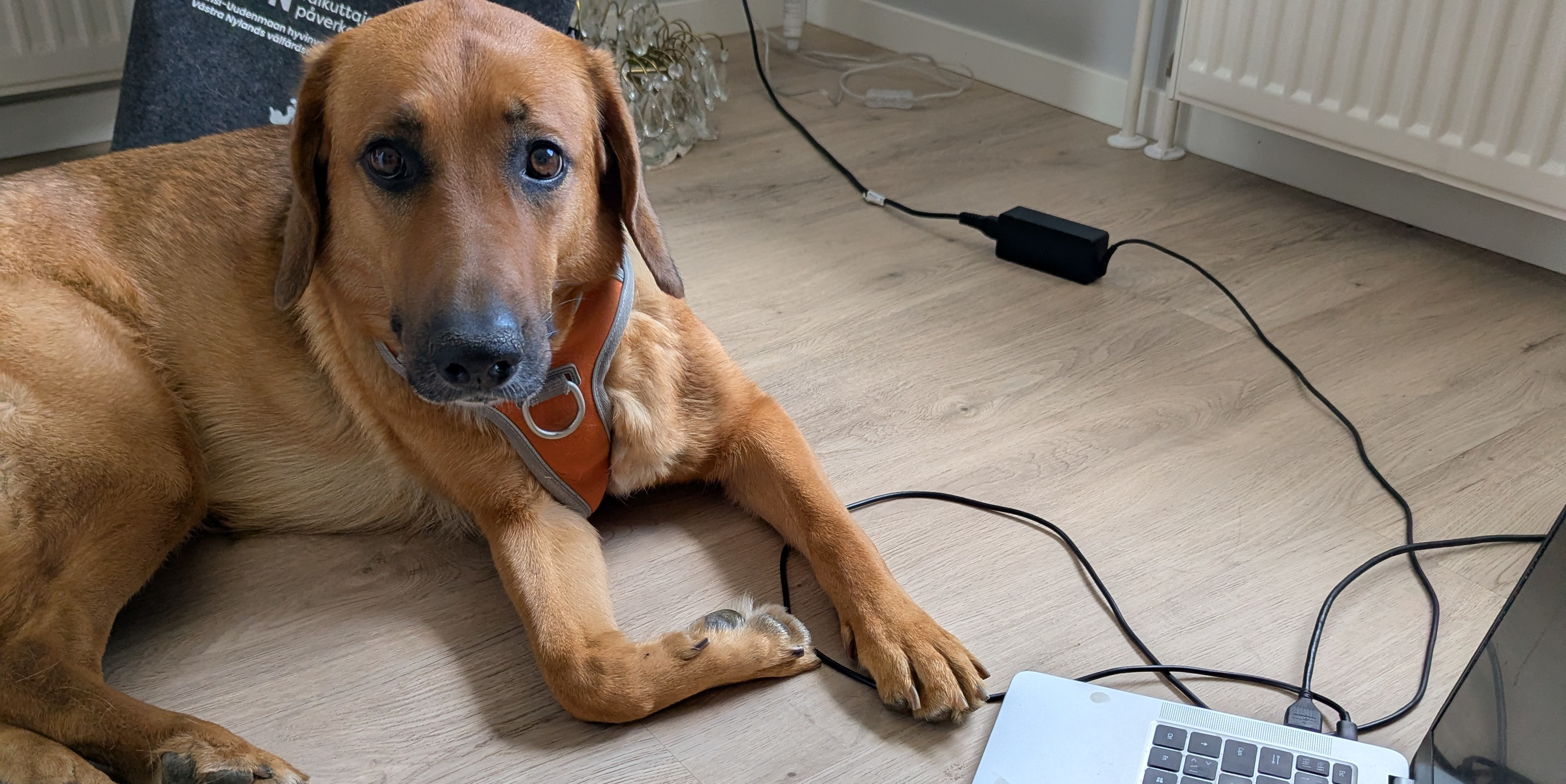 Lex resting beside a laptop